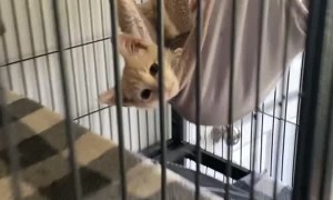 You Are Not a Ferret