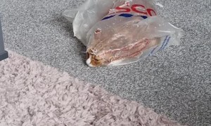 She's in the Existential Crisis Bag