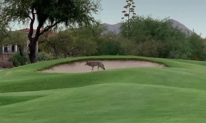 Real Life Coyote and Roadrunner Meet