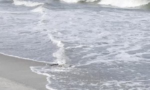 Giant Canebrake Rattlesnake Enjoying the Beach