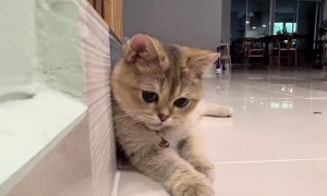 British Shorthair Cat Copies Owners Coin Trick