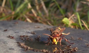 Ants Annoy Hornets Trying to Drink Water