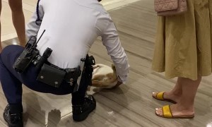 Cat Breaks into Mall For Belly Rubs From Security Guard