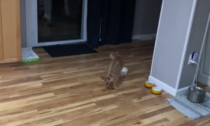 Kitty Practices Parkour on Mirror