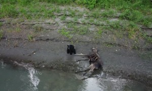 Black Bear Near a Moose Carcass