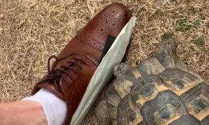 Tommy the Tortoise vs. a Taped Shoe