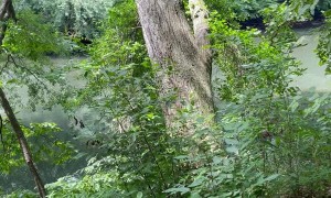 Stumbling Upon a Tree Falling Into the River