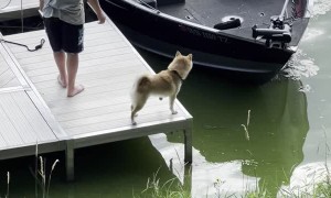 Shiba Inu Falls Off Dock