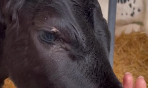 Baby Cows Love Sucking on Hands