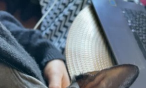 Sphynx Cat Bops Sibling on Nose Hitting the Sneeze Button