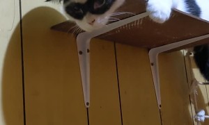 Cowboy Cat Rests on Shelf
