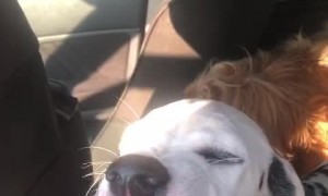 Adorable Dog is All Smiles