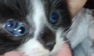 Kitten Has a Third Eye
