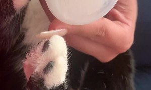 Spoiled Cat Drinks by Bottle