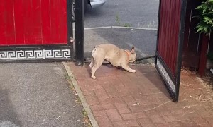Frenchie Finds a Way to Fit Stick