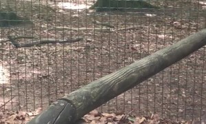 Dog's Howl Doesn't Quite Compare to the Wolves'