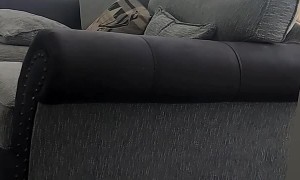 Rabbit Tries to Parkour off Furniture