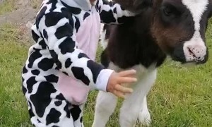 Little Girl Sings To Baby Calf