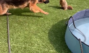 Marmot Charges my 95lb German Shepherd