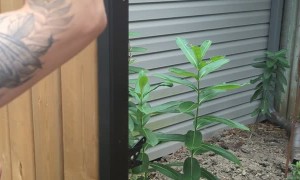 Custom Gate Made With Decoy Lock