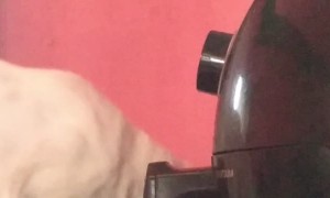 Dad's Cat Has Learned How to Open Air Fryer