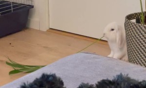 Bunny Chomps Through House Plant