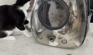 Cat Gets Pushed From Counter