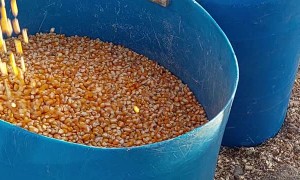 Removing Debris From Corn Without a Sieve