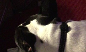 Frenchie Likes to Scream