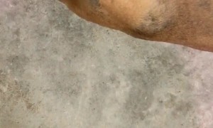 Dog Covers Its Ears During Karaoke