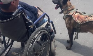 Dog Helps Push Owner in Wheelchair