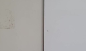 Sharing the Office With an 8-Legged Australian Horror Story