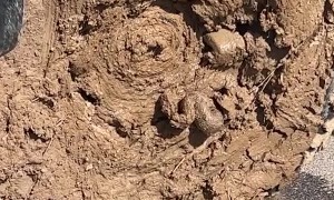 Snake Gets Stuck in Muddy Truck Tire