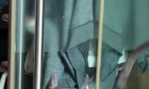 Bulldog Loves His Dumbell