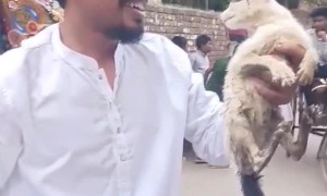 Rescuing a Cat Trapped in the Sewers