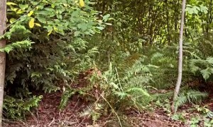 And suddenly, a bear on your way!