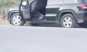 Bear Breaks Into Car