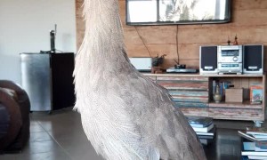 Siriema Sissi the Bird Sings When Owner Asks
