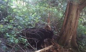 Black Bear Tears Down Old Tree to Snag Some Grubs