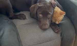Stanley Gives Reluctant Cat a Tongue Bath
