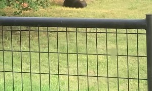 Adolescent Bear Cubs Wrestle in Yard