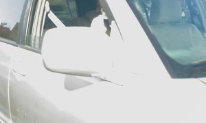 Dapper Dog Wears Tuxedo