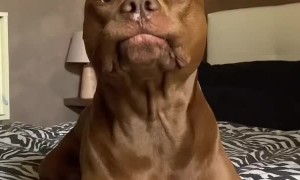 Heisenberg Pit Pulls Funny Face