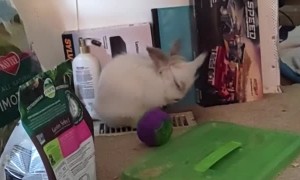 Bunny Gets a Blowout on AC Vent