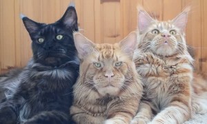 Maine Coon Boss Cat and His Bodyguards