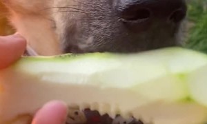Dog Munches on Zucchini