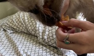 Nova the Kitten Does Not Want to Surrender Toast