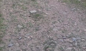 Dante the Dog Saves Me From Protective Mama Bear