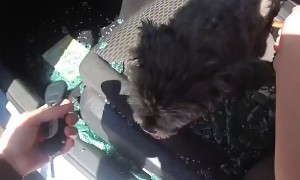 Police rescue distressed dog from extremely hot car