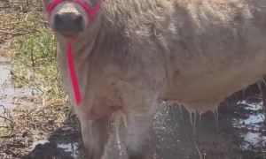 Loona the Highpark Calf Hogs the Sprinkler Water